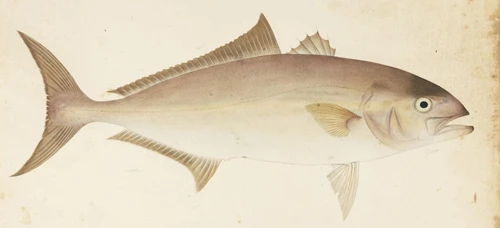 Seriola dumerili (Greater amberjack)