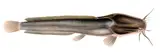 Picture of Clarias gariepinus