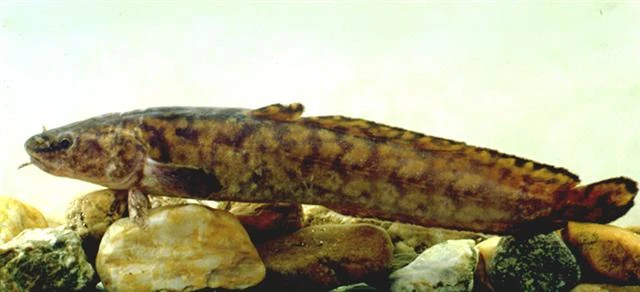 Lota lota (Burbot)