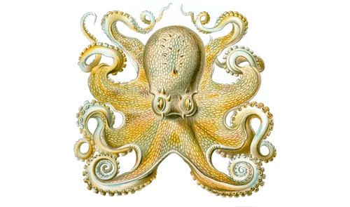 Octopus vulgaris (Common octopus)