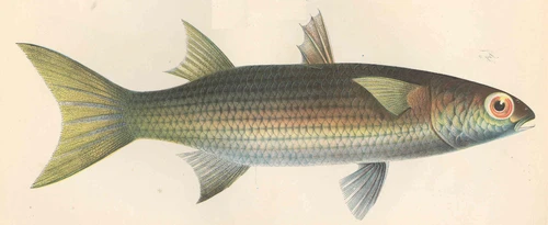 Mugil cephalus (Striped mullet)