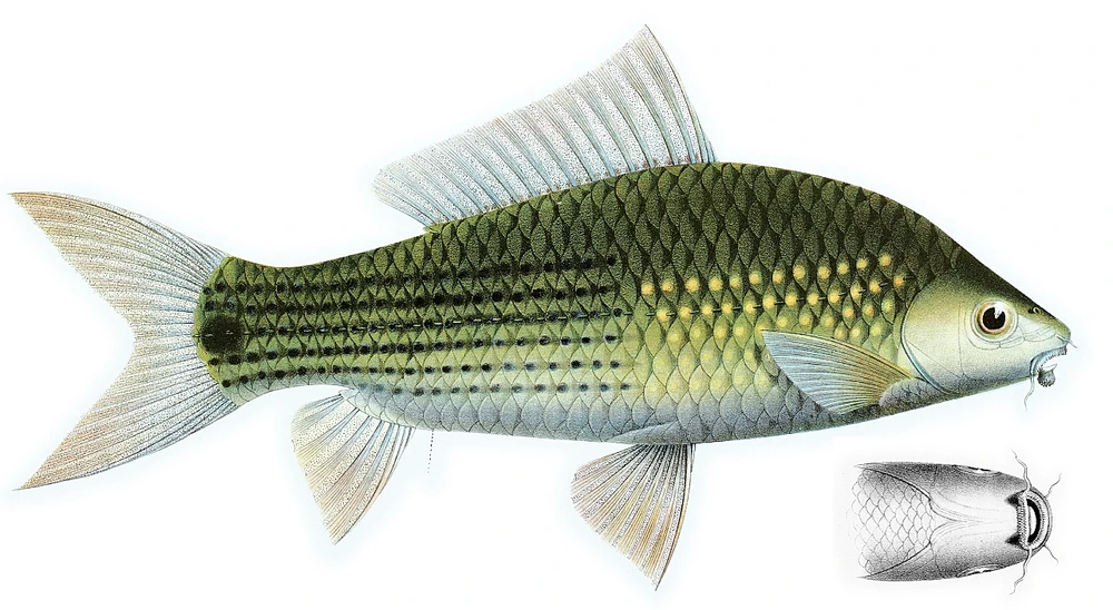 Osteochilus vittatus (Bonylip barb)