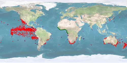 Distribution map: Seriola lalandi (Yellowtail amberjack)