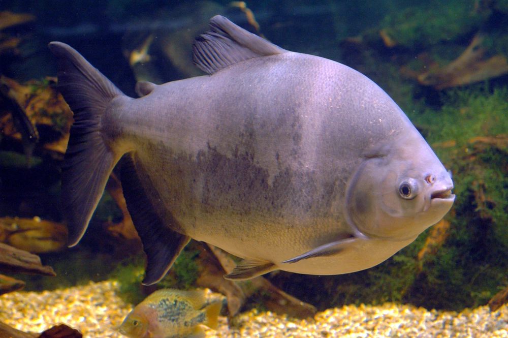 Colossoma macropomum (Tambaqui)