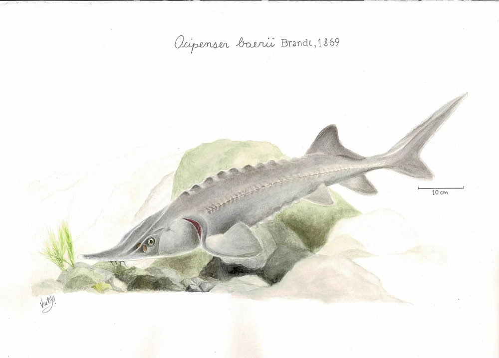Acipenser baerii (Siberian sturgeon)