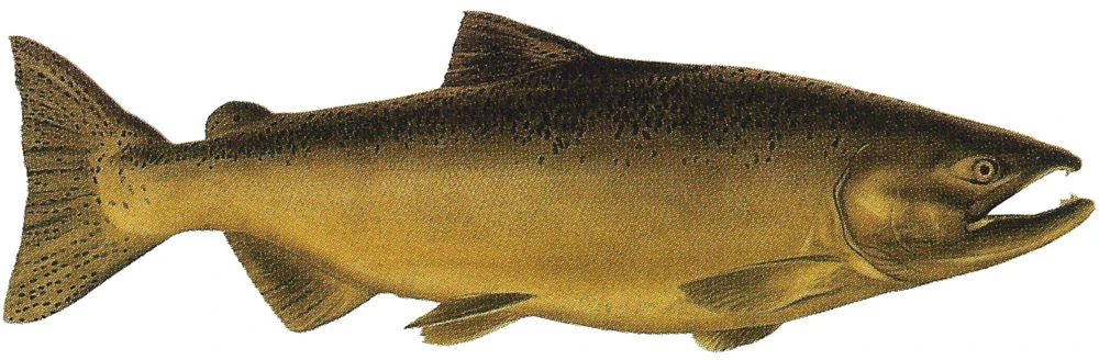 Oncorhynchus tshawytscha (Chinook salmon)