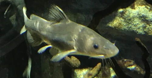 Tachysurus dumerili (Chinese longsnout catfish)