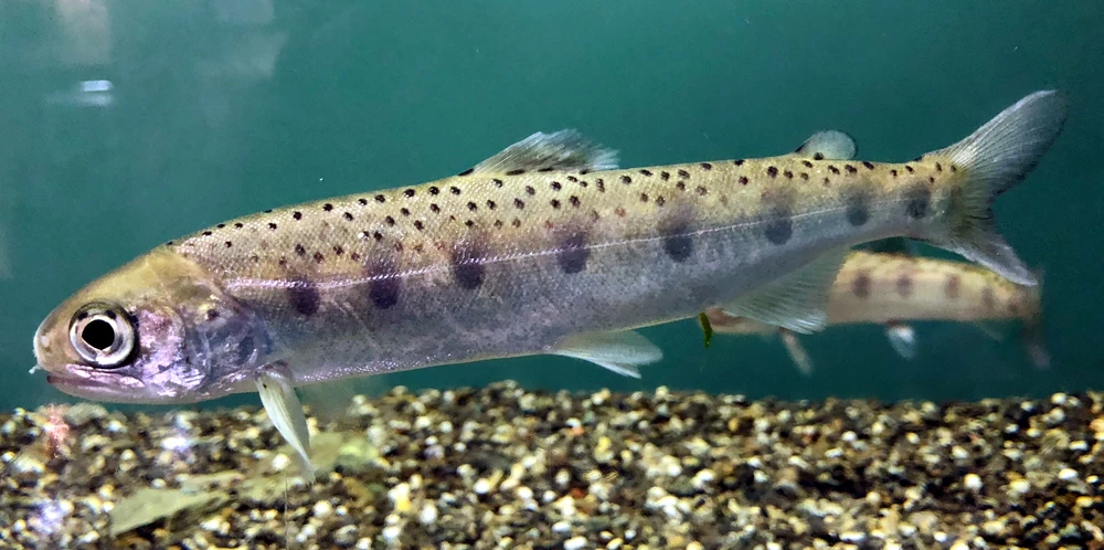 Oncorhynchus masou (Cherry salmon)