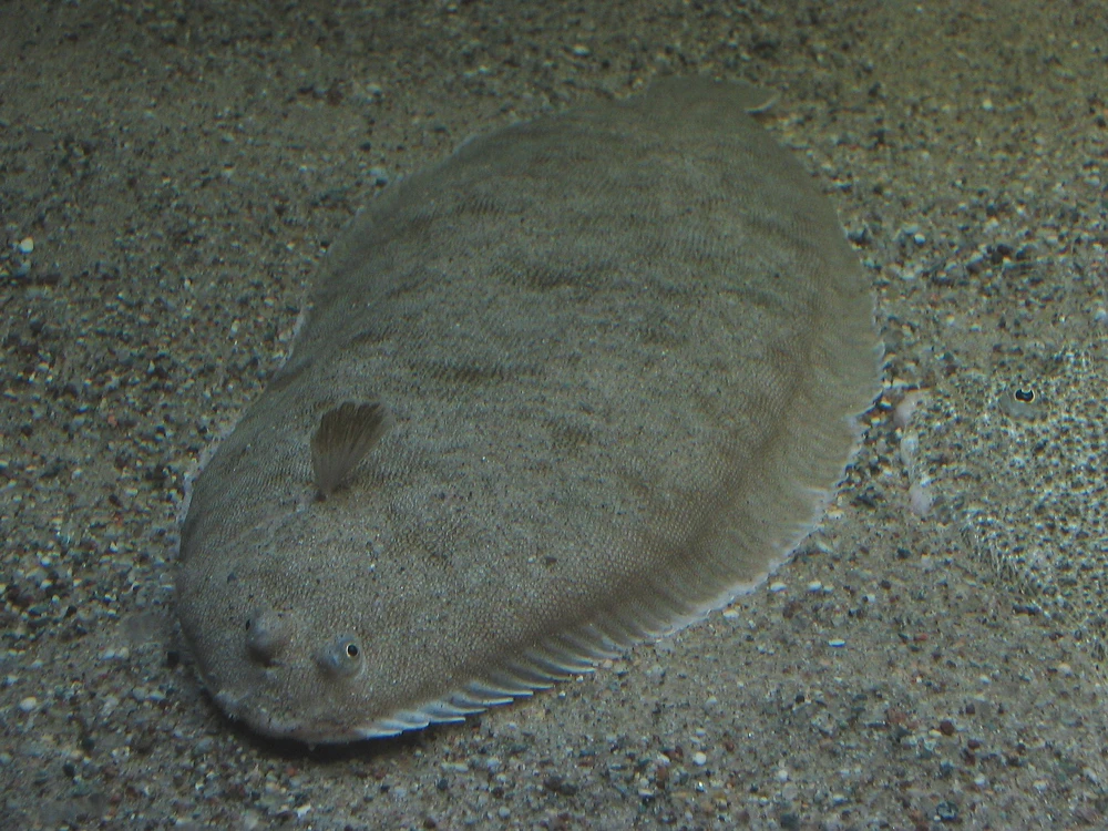 Solea solea (Dover sole)