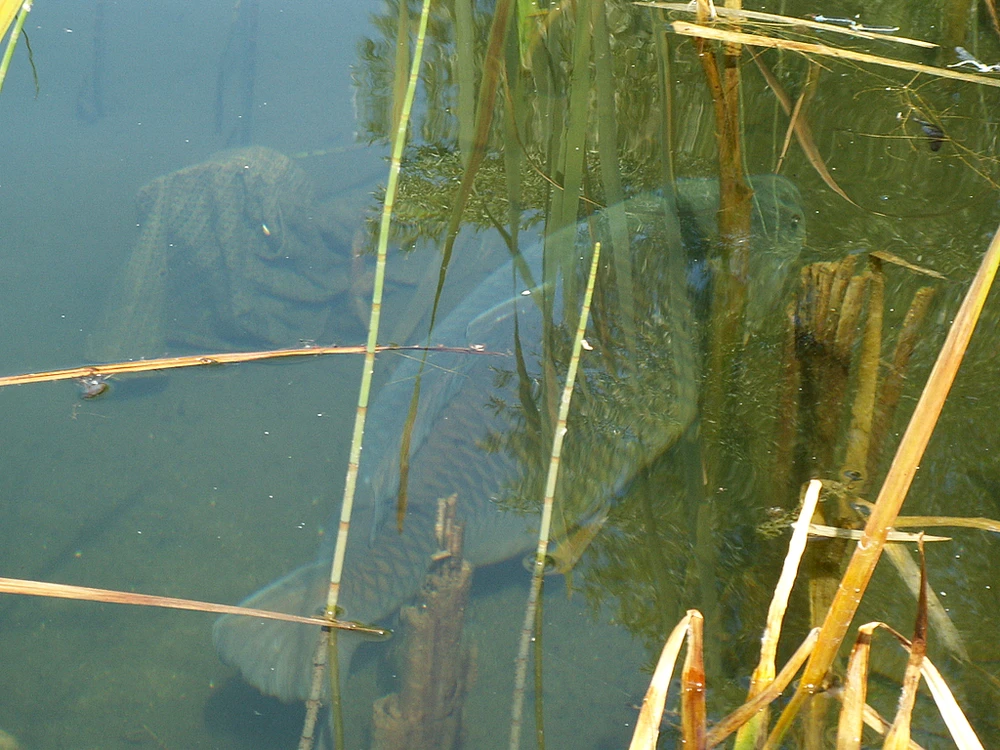 Cyprinus carpio (Common carp)