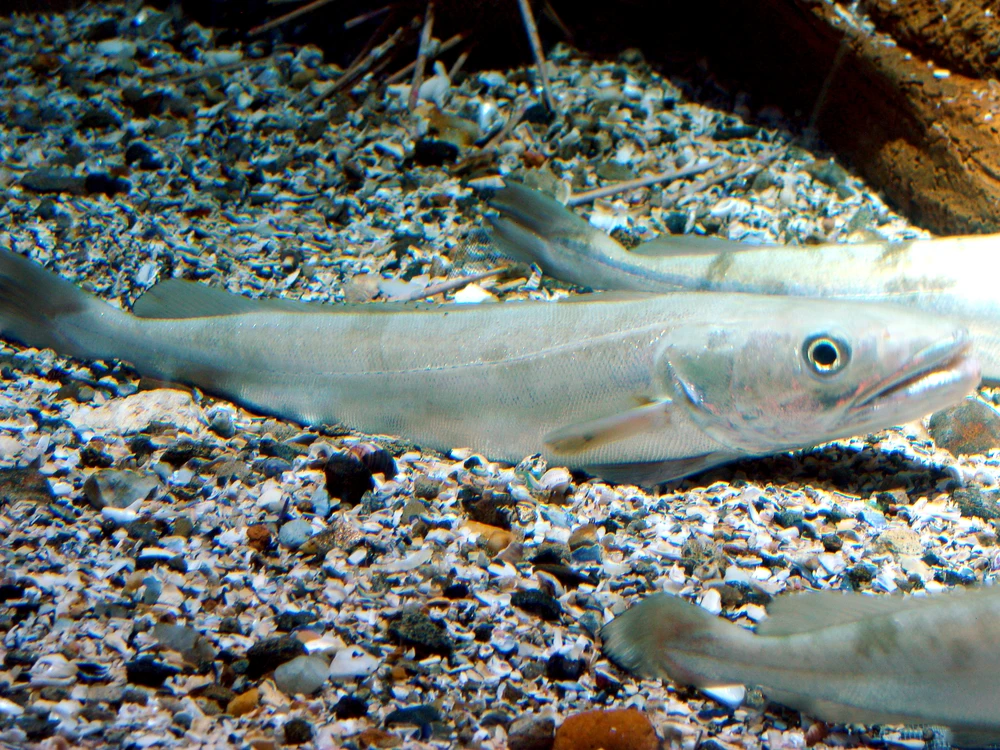 Merluccius merluccius (European hake)