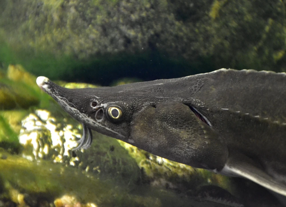 Acipenser ruthenus (Sterlet sturgeon)