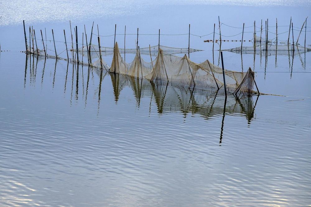 Set nets