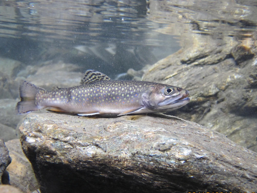 Salvelinus fontinalis (Brook trout)