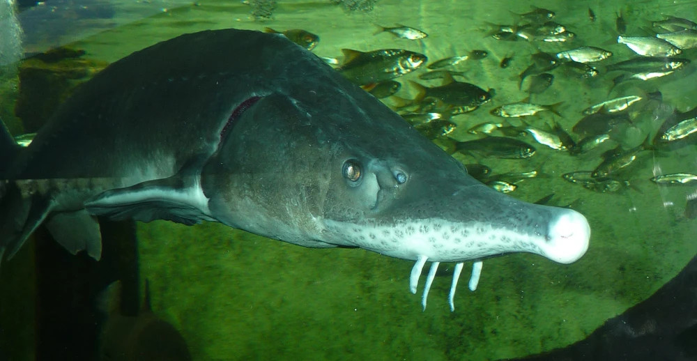 Acipenser baerii (Siberian sturgeon)