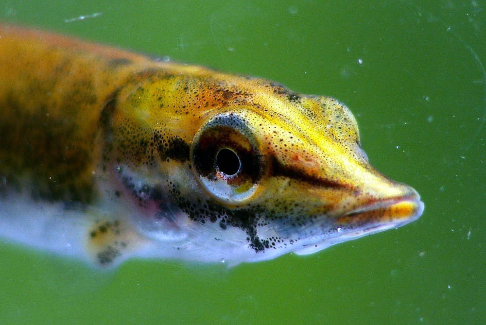 Esox lucius (Northern pike)