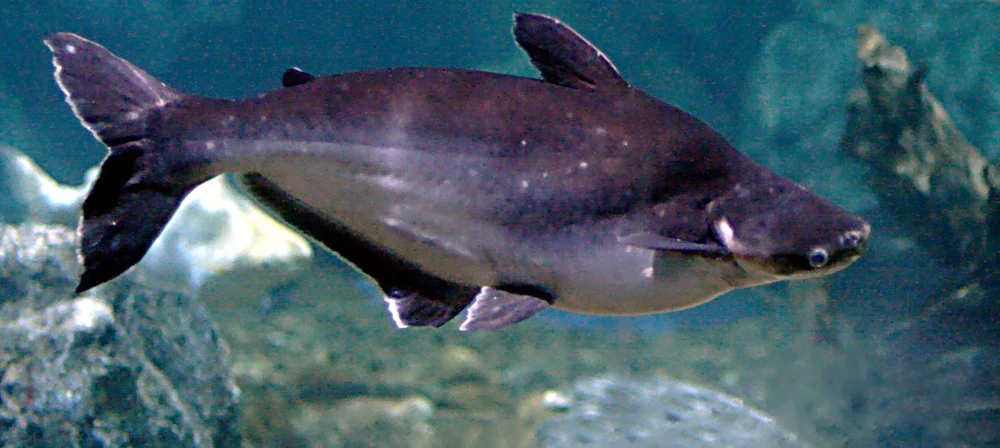 Pangasianodon hypophthalmus (Pangasius)