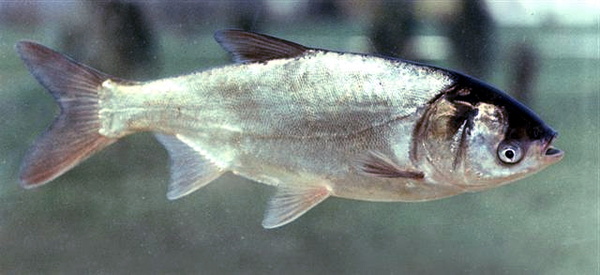 Hypophthalmichthys molitrix (Silver carp)