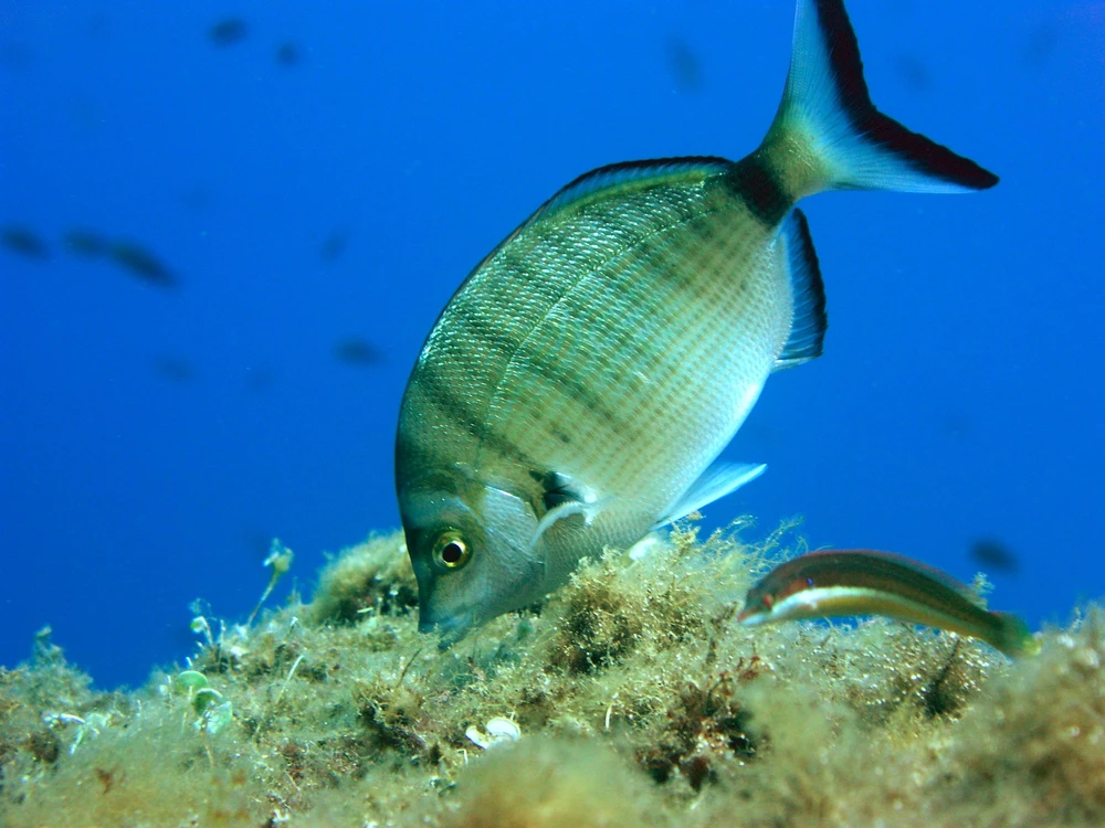 Diplodus puntazzo (Sharpsnout seabream)