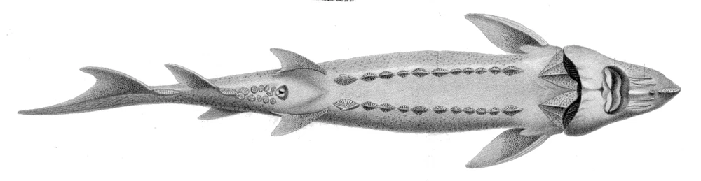 Acipenser transmontanus (White sturgeon)