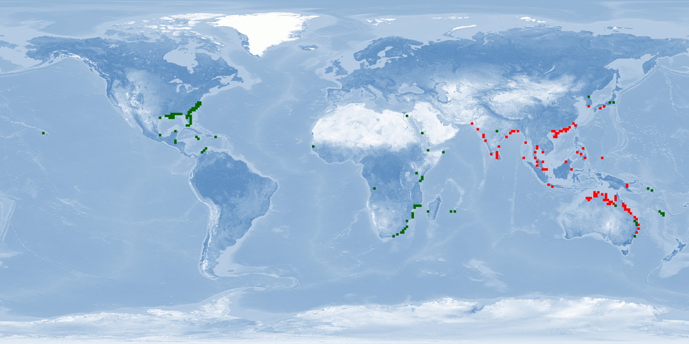 Distribution map: Penaeus monodon (Giant tiger prawn)