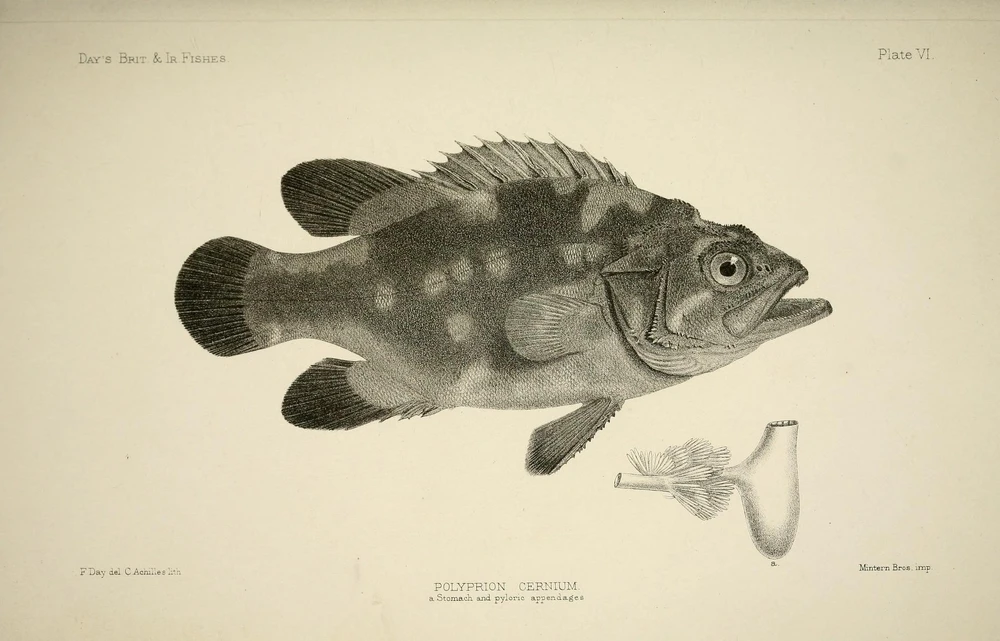 Polyprion americanus (Wreckfish)