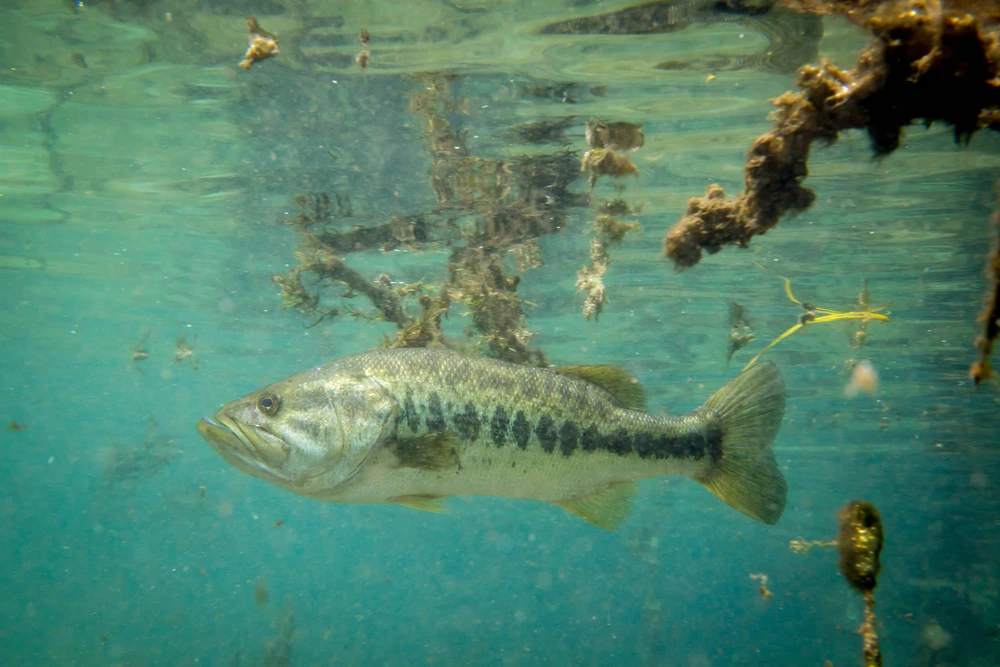 Micropterus salmoides (Largemouth bass)