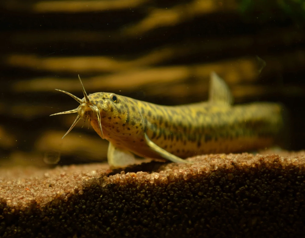 Misgurnus anguillicaudatus (Pond loach)