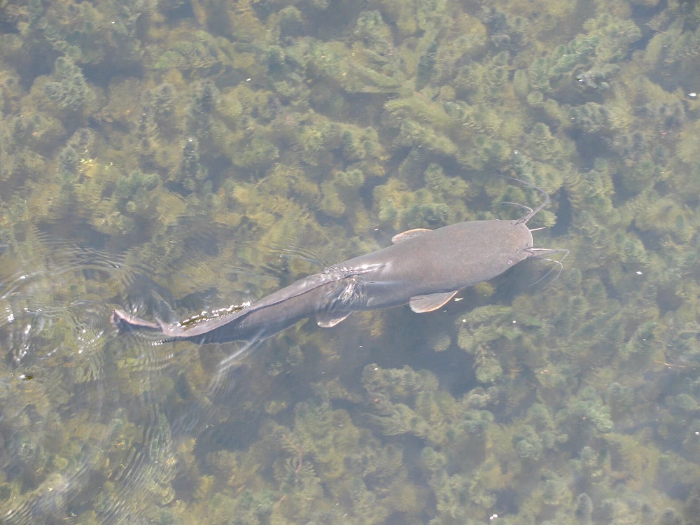 Clarias gariepinus (African sharptooth catfish)