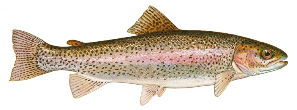 Oncorhynchus mykiss (Rainbow trout)