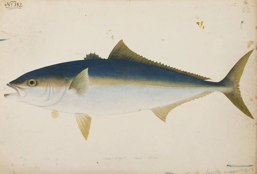 Seriola lalandi (Yellowtail amberjack)
