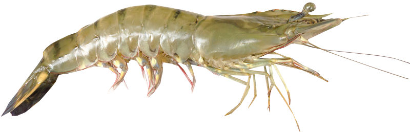 Penaeus vannamei (Whiteleg shrimp)