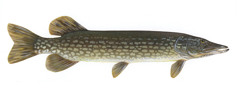 Esox lucius (Northern pike)