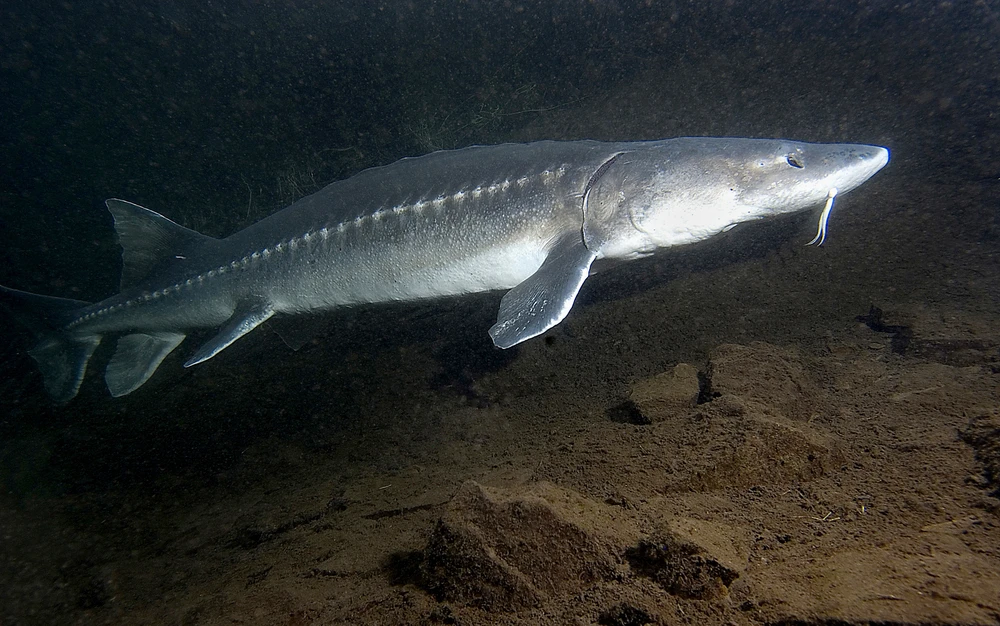 Acipenser transmontanus (White sturgeon)