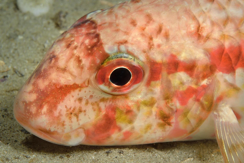Mullus surmuletus (Striped red mullet)