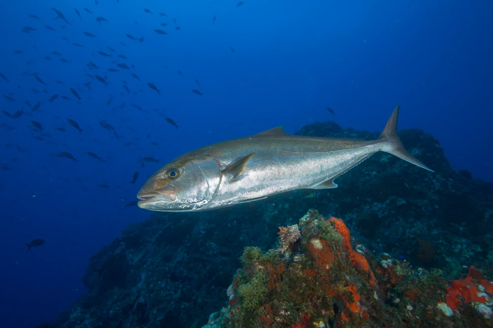 Seriola dumerili (Greater amberjack)