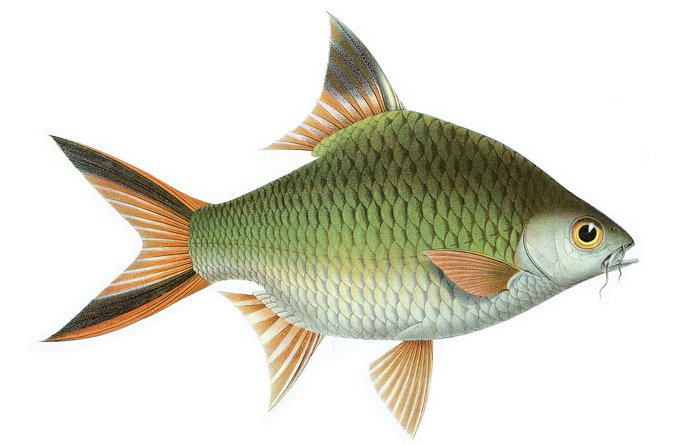 Barbonymus schwanenfeldii (Tinfoil barb)