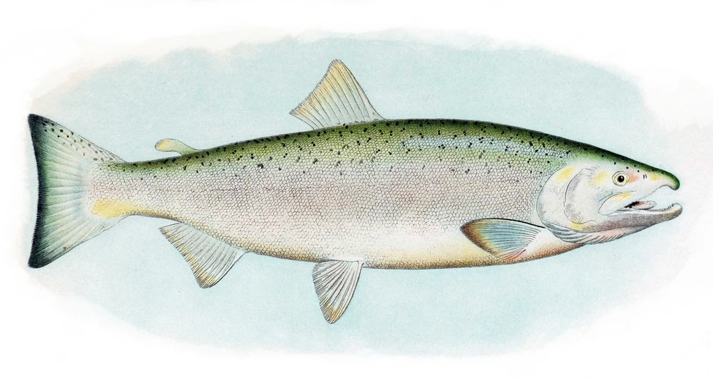 Oncorhynchus kisutch (Coho salmon)