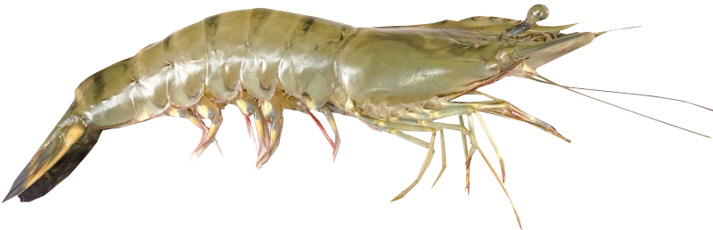 Penaeus vannamei (Whiteleg shrimp)