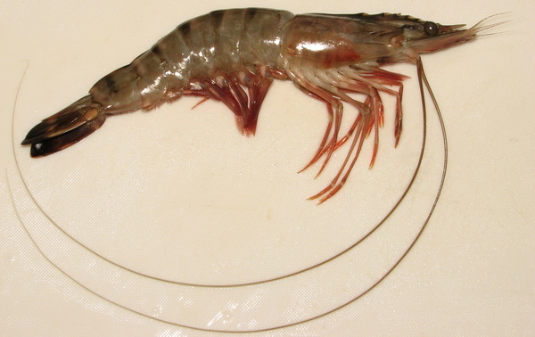 Penaeus monodon (Giant tiger prawn)