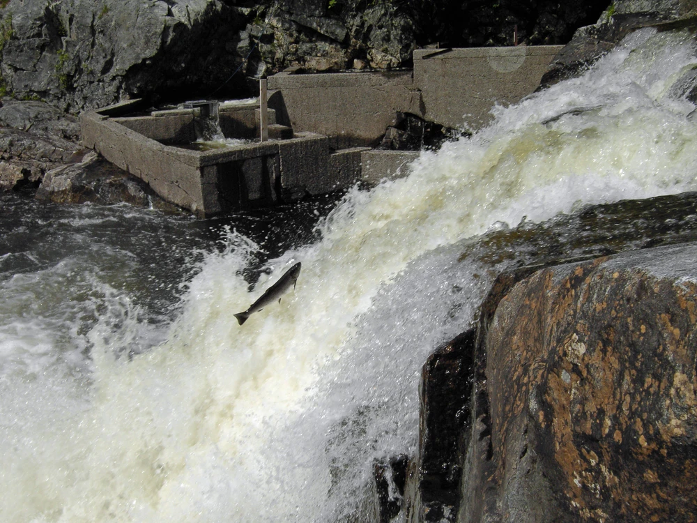 Salmo salar (Atlantic salmon)