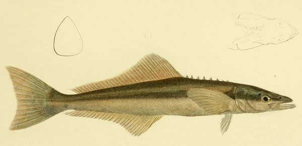 Rachycentron canadum (Cobia)