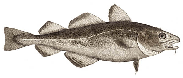 Gadus morhua (Atlantic cod)