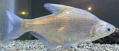 Megalobrama amblycephala (Wuchang bream)