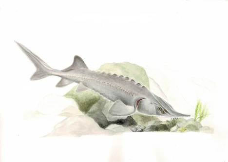 Acipenser baerii (Siberian sturgeon)