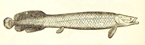 Arapaima gigas (Arapaima)