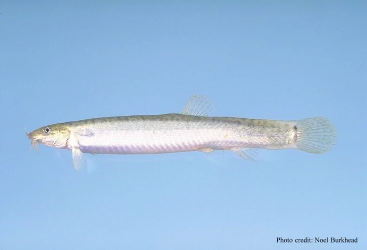 Misgurnus anguillicaudatus (Pond loach)