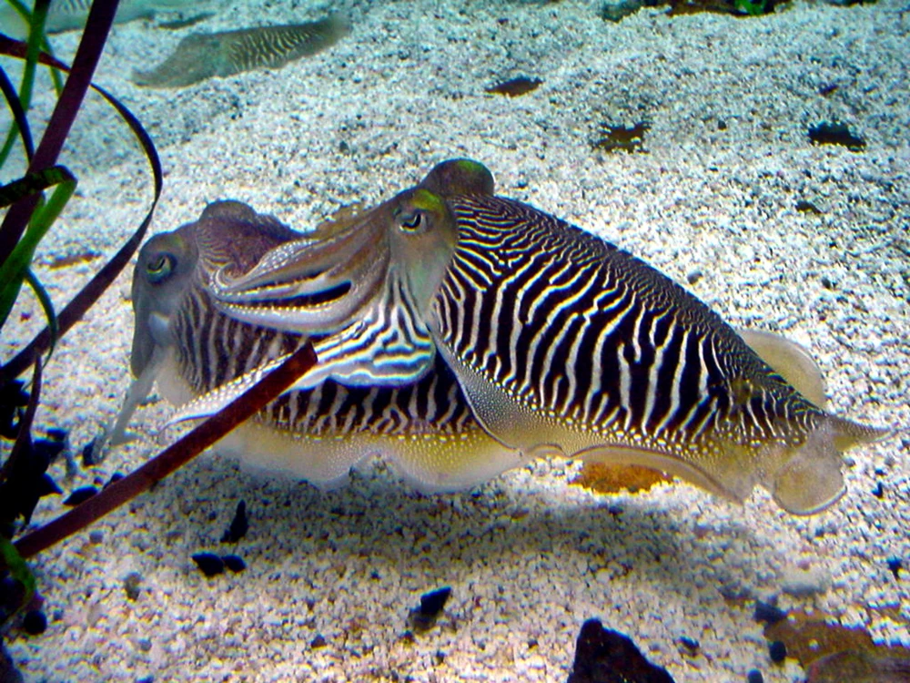 Sepia officinalis (Common cuttlefish)