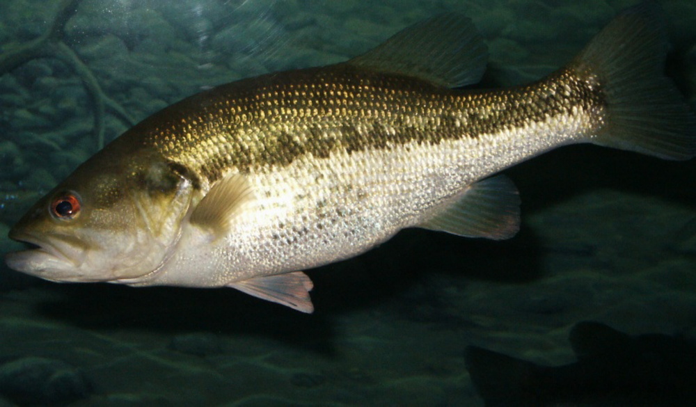 Micropterus salmoides (Largemouth bass)