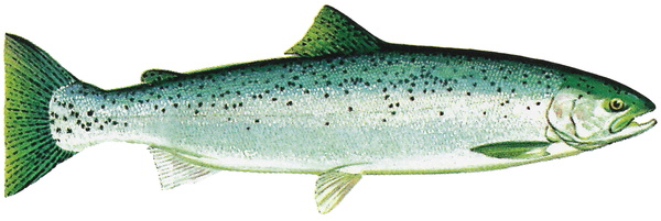Oncorhynchus mykiss (Rainbow trout)